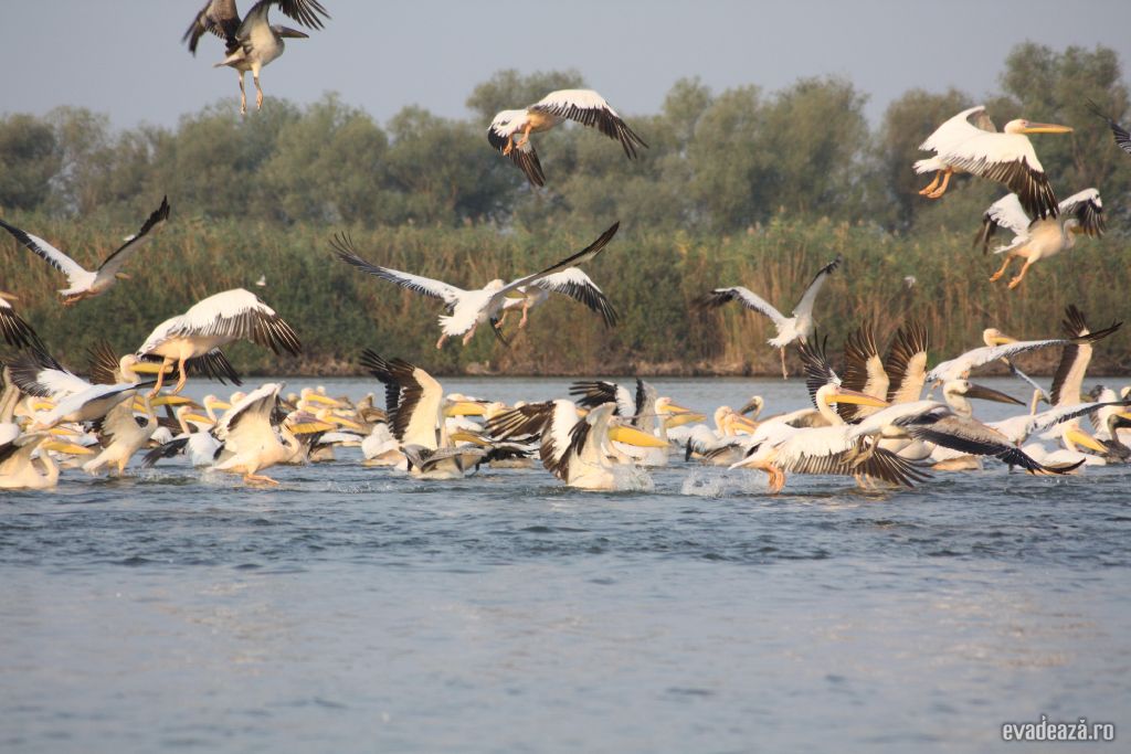 Wildlife in Delta Dunarii - Crisan | 6